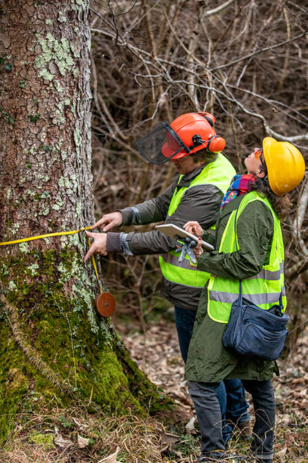 Expert tree care services team performing tree removal and pruning for Titan Tree Services.
